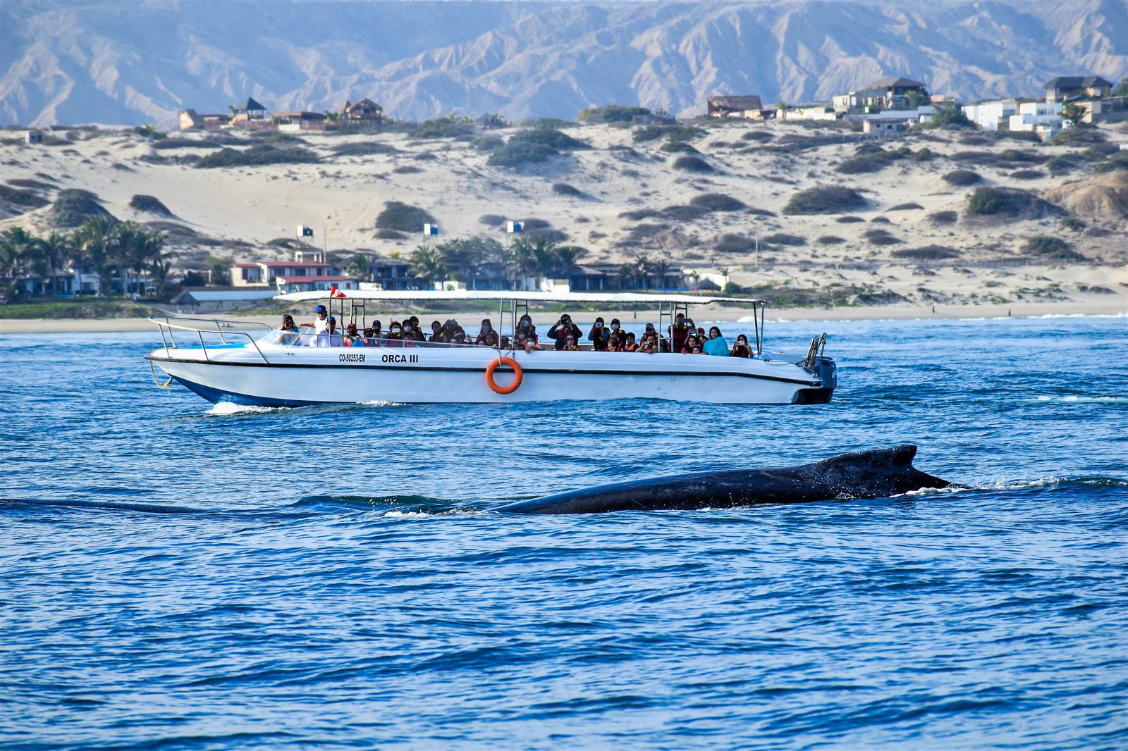 Avistamiento de Ballenas